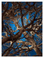 Liquid Maple Teppich / 400 x 300 cm - Moooi Carpets - Blau/Braun